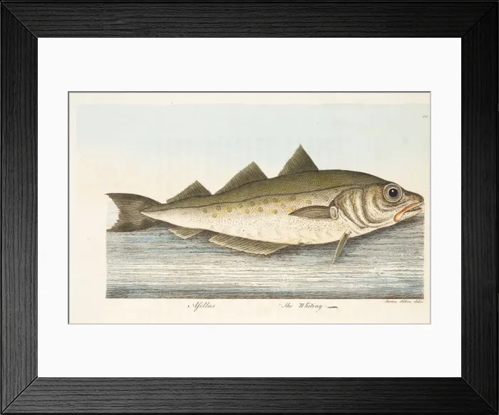 Framed Print : The Whiting, from A Treatise on Fish and Fish-ponds, pub. 1832 (hand coloured engraving) Framed Print : The Whiting, from A Treatise on Fish and Fish-ponds, pub. 1832 (hand coloured engraving)