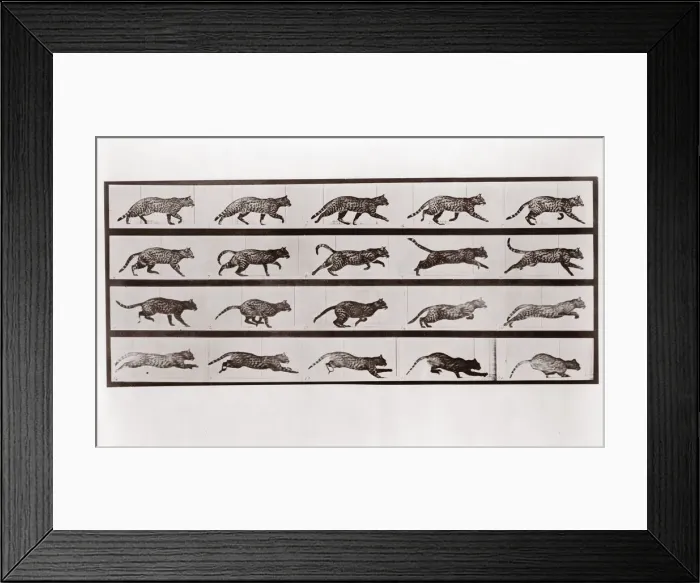 Framed Print : Cat Trotting and galloping, Plate 717 from Animal Locomotion, 1887 (photograph) Framed Print : Cat Trotting and galloping, Plate 717 from Animal Locomotion, 1887 (photograph)