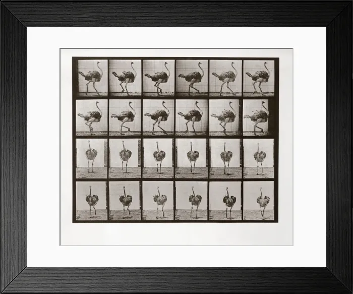 Framed Print : Ostrich Running, Plate 772 from Animal Locomotion, 1887 (photograph) Framed Print : Ostrich Running, Plate 772 from Animal Locomotion, 1887 (photograph)