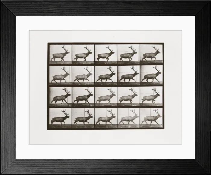 Framed Print : Elk, Plate 692 from Animal Locomotion, 1887 (photograph) Framed Print : Elk, Plate 692 from Animal Locomotion, 1887 (photograph)