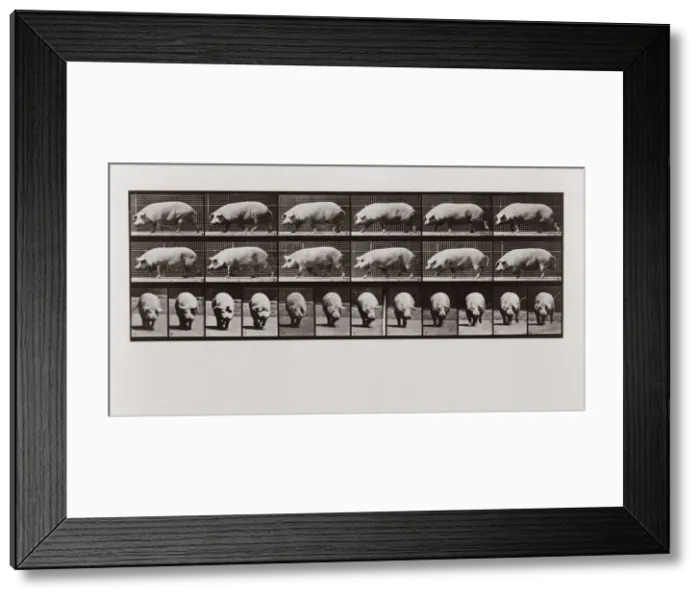 Framed Print : Pig walking, Plate 673 from Animal Locomotion, 1887 (photograph) Framed Print : Pig walking, Plate 673 from Animal Locomotion, 1887 (photograph)