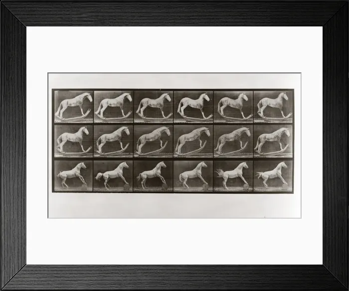 Framed Print : Horse on Rockers and Horse Rolling a Barrel, Plate 649 from Animal Locomotion, 1887 Framed Print : Horse on Rockers and Horse Rolling a Barrel, Plate 649 from Animal Locomotion, 1887