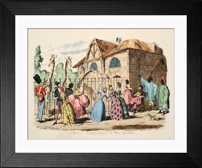 Framed Print : Giraffes - Granny Dears and Other Novelties, 1886 Framed Print : Giraffes - Granny Dears and Other Novelties, 1886