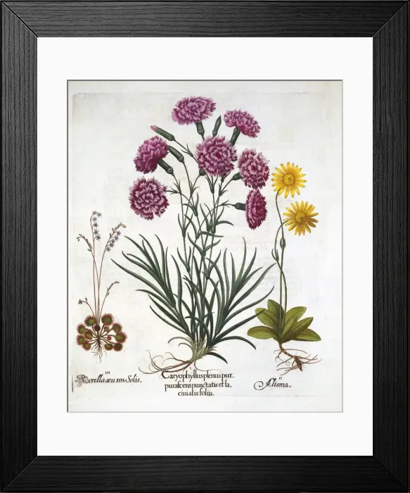 Framed Print : i. Carnation, Dianthius, ii. Arnica & iii. Round Leaved Sundew from Hortus Eystettensis Framed Print : i. Carnation, Dianthius, ii. Arnica & iii. Round Leaved Sundew from Hortus Eystettensis