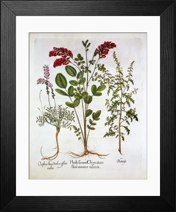 Framed Print : French Honeysuckle, Common Sainfoin and Feather Geranium / Jerusalem Oak, from Hortus Framed Print : French Honeysuckle, Common Sainfoin and Feather Geranium / Jerusalem Oak, from Hortus