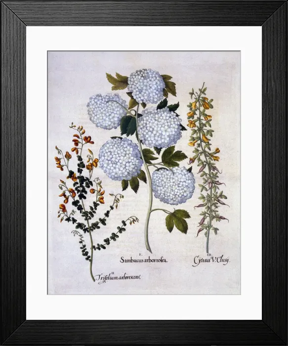 Framed Print : Snowball Viburnum, Garden Broom, Low-growing Alpine Broom, from Hortus Eystettensis Framed Print : Snowball Viburnum, Garden Broom, Low-growing Alpine Broom, from Hortus Eystettensis