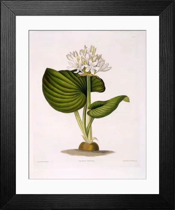 Framed Print : Pancratium Amboinense, 1831-1834 Framed Print : Pancratium Amboinense, 1831-1834