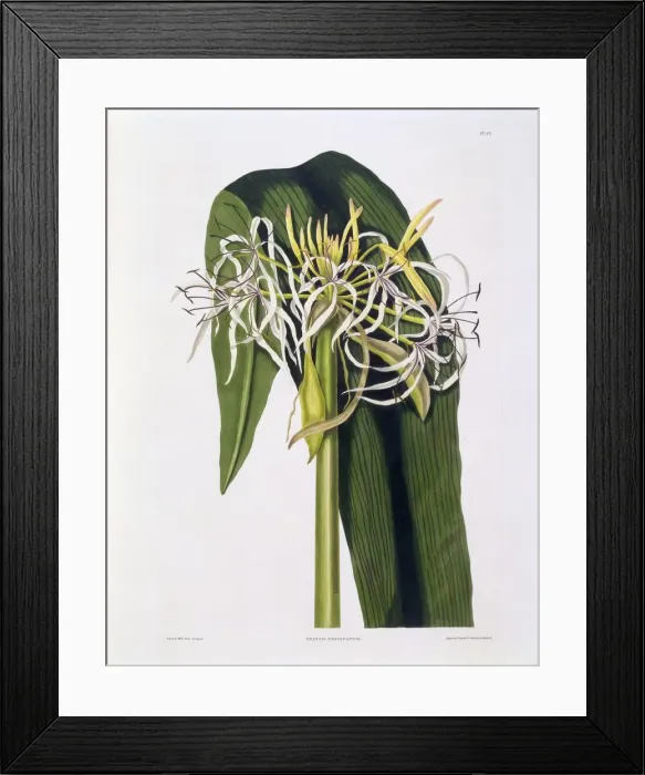 Framed Print : Crinum Declinatum, 1831-1834 Framed Print : Crinum Declinatum, 1831-1834