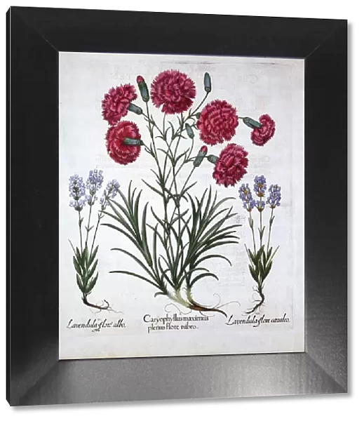 Red Carnation and Lavender, from Hortus Eystettensis, by Basil Besler (1561-1629), pub