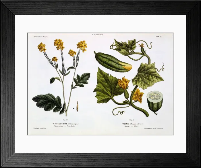 Framed Print : Sinapis nigra (fig 13), Cucumis Sativus (fig 14), 1845 Framed Print : Sinapis nigra (fig 13), Cucumis Sativus (fig 14), 1845