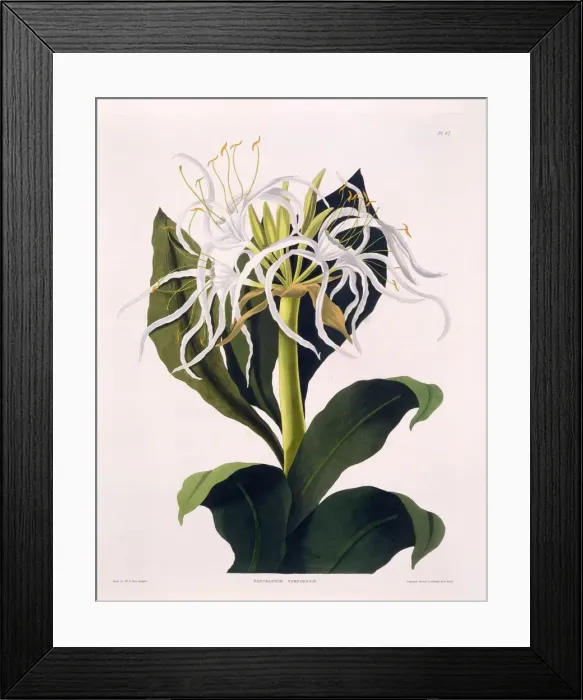 Framed Print : Pancratium Speciosum, 1831-1834 Framed Print : Pancratium Speciosum, 1831-1834