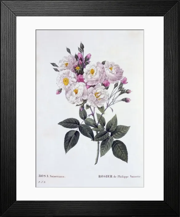 Framed Print : Rosa Noisettiana, 1824-1826 Framed Print : Rosa Noisettiana, 1824-1826