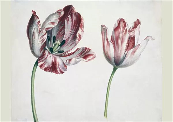 Tulips (watercolour)