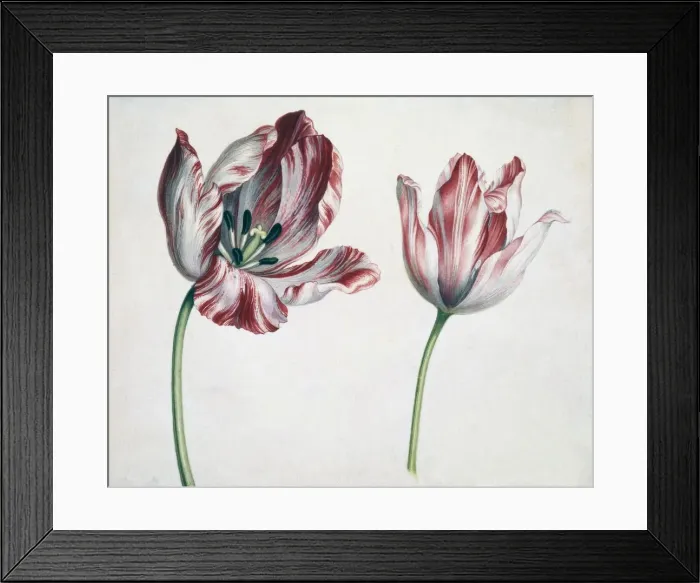 Framed Print : Tulips (watercolour) Framed Print : Tulips (watercolour)