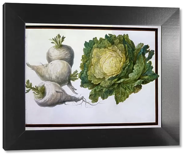 Turnip, Cabbage