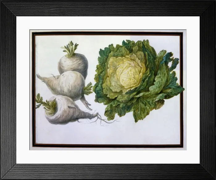 Framed Print : Turnip, Cabbage Framed Print : Turnip, Cabbage