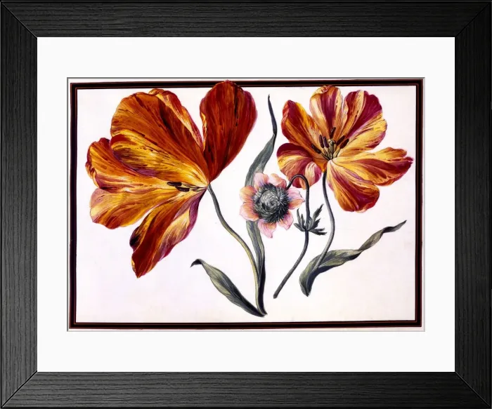 Framed Print : Tulips and Anenome, c. 1690 Framed Print : Tulips and Anenome, c. 1690