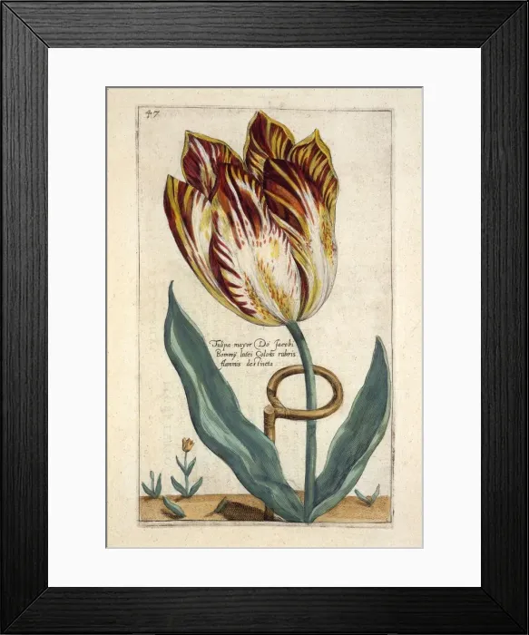 Framed Print : Tulipa Mayor Do Jacobi Bommy, 1614 Framed Print : Tulipa Mayor Do Jacobi Bommy, 1614