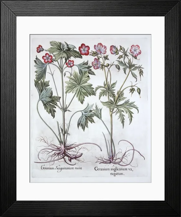 Framed Print : Bloody Cranesbill and Bigroot Cranesbill, from Hortus Eystettensis, by Basil Besler (1561-1629) Framed Print : Bloody Cranesbill and Bigroot Cranesbill, from Hortus Eystettensis, by Basil Besler (1561-1629)