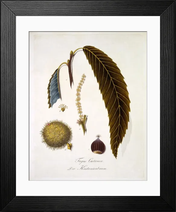 Framed Print : Fagus Castanea, 1803-1805 Framed Print : Fagus Castanea, 1803-1805