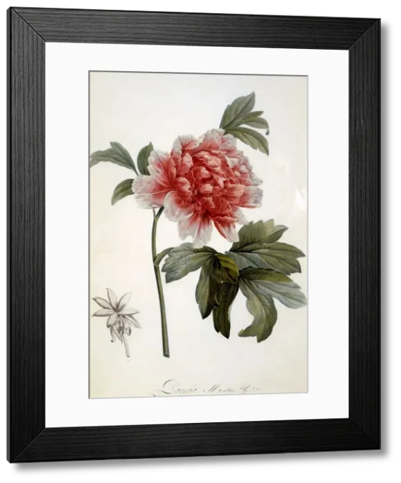 Framed Print : Paeonia Moutan, 1799 Framed Print : Paeonia Moutan, 1799