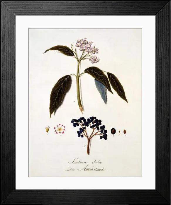 Framed Print : Sambucus Ebulus, 1803-1805 Framed Print : Sambucus Ebulus, 1803-1805