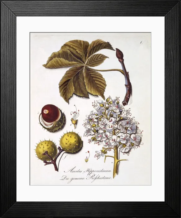 Framed Print : Aesculus Hippocastanum, 1803-1805 Framed Print : Aesculus Hippocastanum, 1803-1805