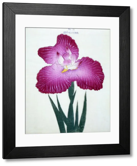 Framed Print : Kyo-Kanoko, No 24 Framed Print : Kyo-Kanoko, No 24