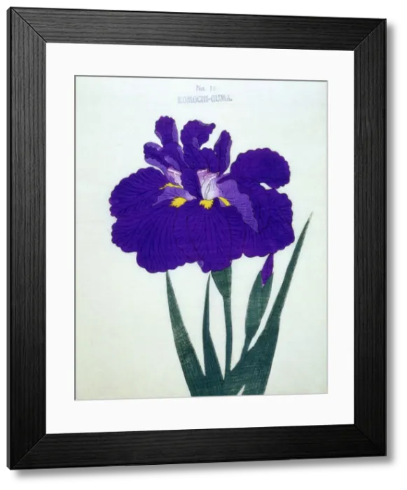 Framed Print : Komochi-Guma No. 14 Framed Print : Komochi-Guma No. 14