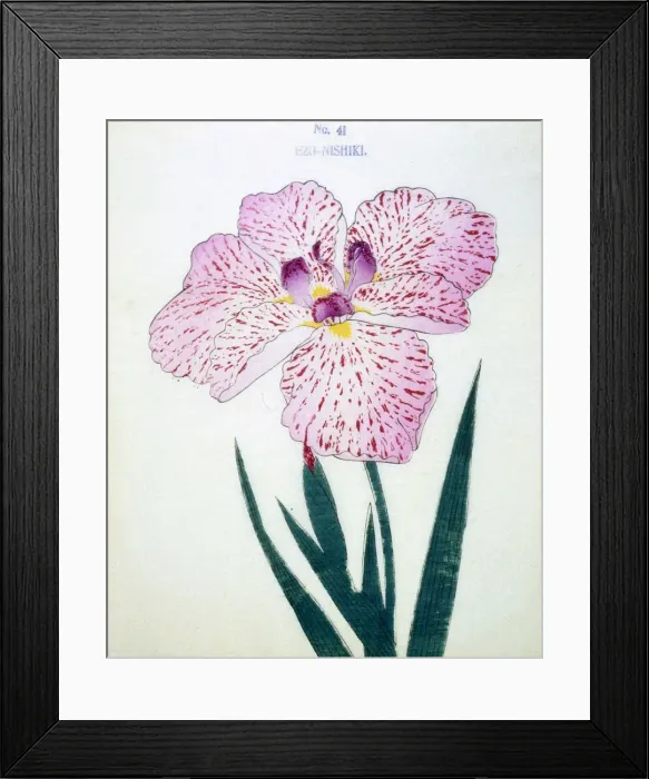 Framed Print : Ezo-Nishiki, No41 Framed Print : Ezo-Nishiki, No41
