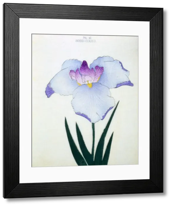 Framed Print : Hoshi-Zukiyo, No. 45 Framed Print : Hoshi-Zukiyo, No. 45