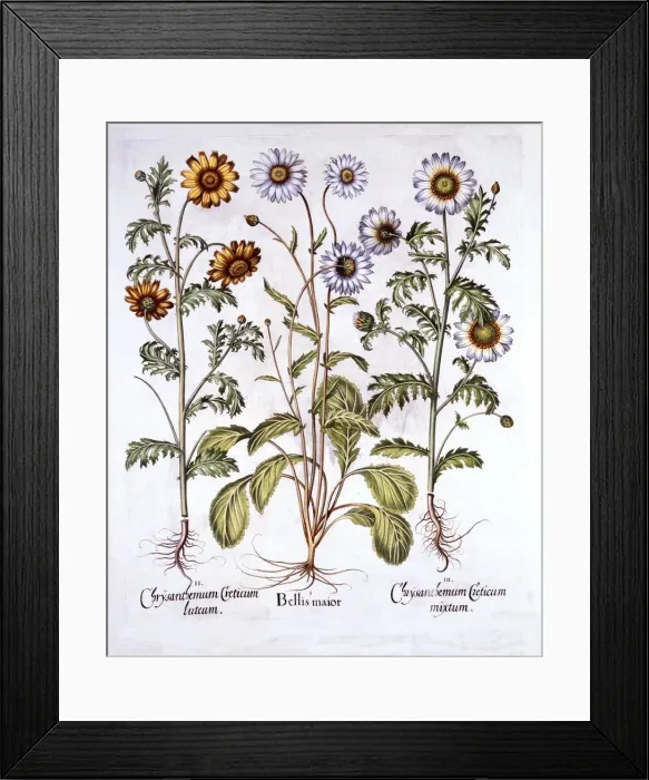 Framed Print : Oxe Eye Daisy and Crown Daisy, from Hortus Eystettensis, by Basil Besler (1561-1629), pub Framed Print : Oxe Eye Daisy and Crown Daisy, from Hortus Eystettensis, by Basil Besler (1561-1629), pub