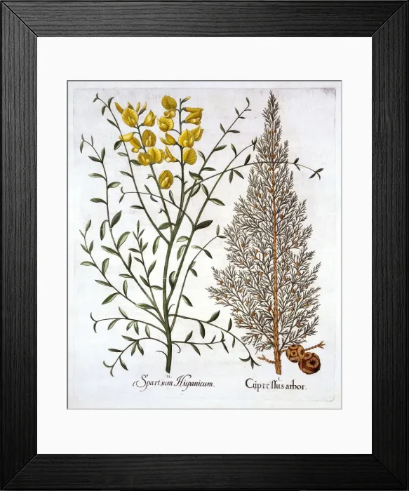 Framed Print : Italian Cypress and Spanish Broom, from Hortus Eystettensis, by Basil Besler (1561-1629), pub Framed Print : Italian Cypress and Spanish Broom, from Hortus Eystettensis, by Basil Besler (1561-1629), pub