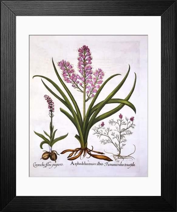 Framed Print : Asphodel, Burnt Orchid and Fumaria Spicata, from Hortus Eystettensis, by Basil Besler Framed Print : Asphodel, Burnt Orchid and Fumaria Spicata, from Hortus Eystettensis, by Basil Besler