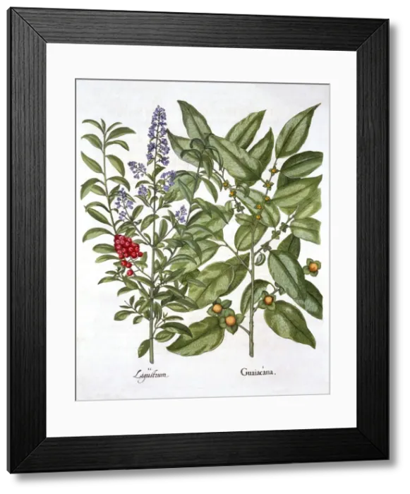 Framed Print : Guaiacum and Chinese Privet, from Hortus Eystettensis, by Basil Besler (1561-1629), pub Framed Print : Guaiacum and Chinese Privet, from Hortus Eystettensis, by Basil Besler (1561-1629), pub