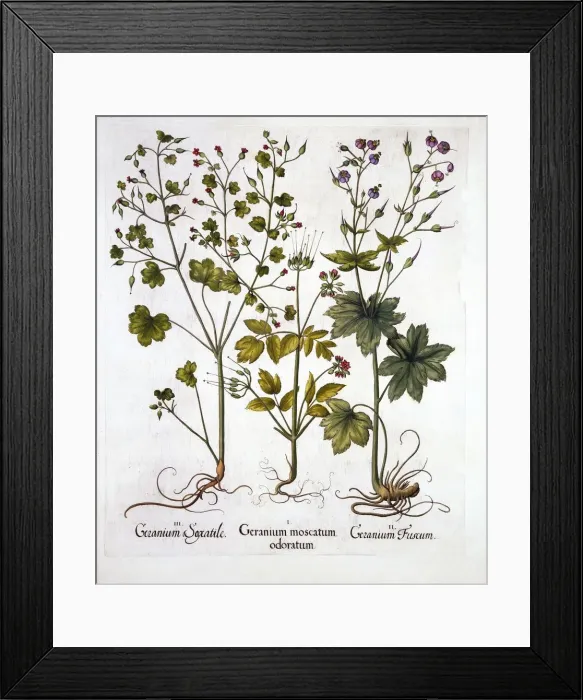 Framed Print : Hardy Geraniums, from Hortus Eystettensis, by Basil Besler (1561-1629), pub. 1613 Framed Print : Hardy Geraniums, from Hortus Eystettensis, by Basil Besler (1561-1629), pub. 1613