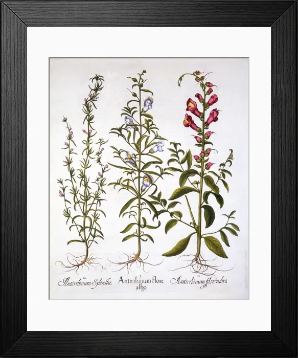 Framed Print : Snapdragons or Antirrhinums, from Hortus Eystettensis, by Basil Besler (1561-1629), pub Framed Print : Snapdragons or Antirrhinums, from Hortus Eystettensis, by Basil Besler (1561-1629), pub