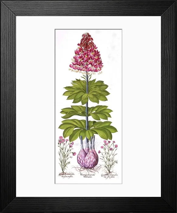 Framed Print : Turks Cap Lily and Dianthus, from Hortus Eystettensis, by Basil Besler (1561-1629), pub Framed Print : Turks Cap Lily and Dianthus, from Hortus Eystettensis, by Basil Besler (1561-1629), pub