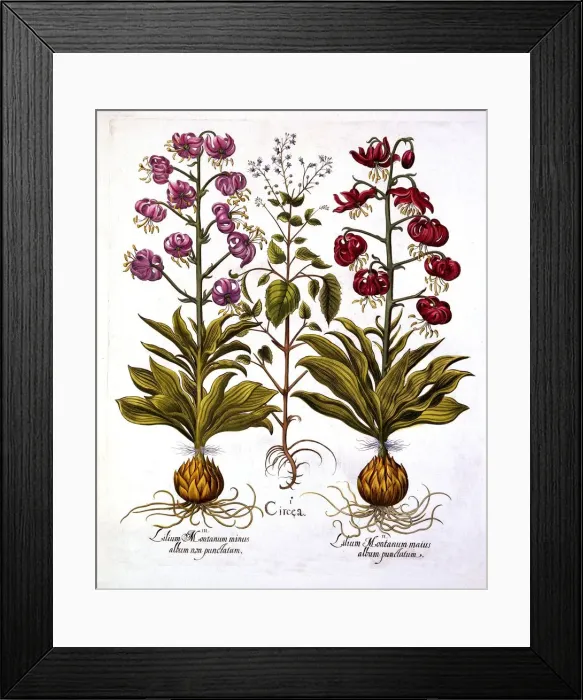 Framed Print : Turks Cap Lily and Enchanters Nightshade, from Hortus Eystettensis, by Basil Besler Framed Print : Turks Cap Lily and Enchanters Nightshade, from Hortus Eystettensis, by Basil Besler
