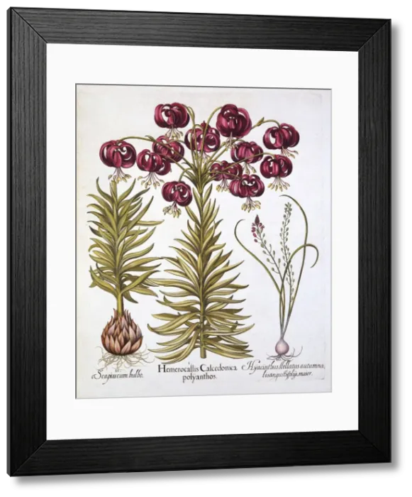 Framed Print : Scarlet Turks Cap Lily and Scilla Autumnalis, from Hortus Eystettensis, by Basil Besler