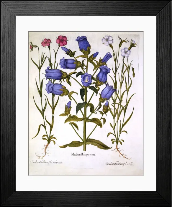 Framed Print : Canterbury Bells, and Corn Cockles, from Hortus Eystettensis, by Basil Besler (1561-1629), pub Framed Print : Canterbury Bells, and Corn Cockles, from Hortus Eystettensis, by Basil Besler (1561-1629), pub