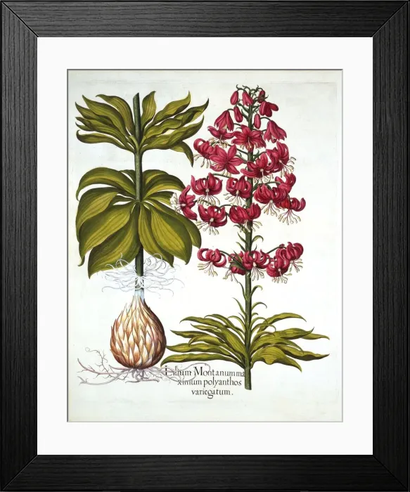 Framed Print : Turks Cap Lily, from Hortus Eystettensis, by Basil Besler (1561-1629), pub Framed Print : Turks Cap Lily, from Hortus Eystettensis, by Basil Besler (1561-1629), pub