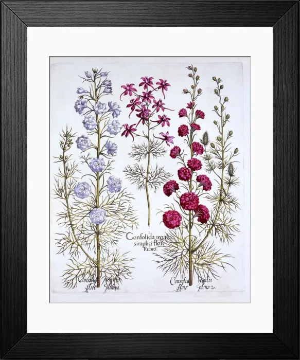 Framed Print : Varieties of Larkspur, from Hortus Eystettensis, by Basil Besler (1561-1629), pub Framed Print : Varieties of Larkspur, from Hortus Eystettensis, by Basil Besler (1561-1629), pub