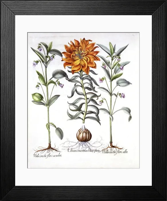Framed Print : Fire Lily and Viola, from Hortus Eystettensis, by Basil Besler (1561-1629), pub Framed Print : Fire Lily and Viola, from Hortus Eystettensis, by Basil Besler (1561-1629), pub