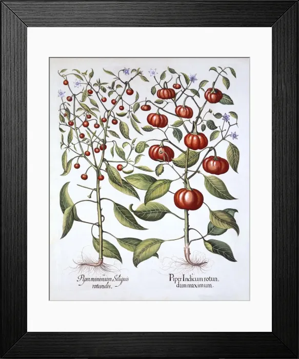 Framed Print : Chili Pepper [Nightshade Family], from Hortus Eystettensis, by Basil Besler (1561-1629), pub
