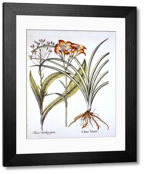 Framed Print : Red-Yellow Day Lily and Groundsel, from Hortus Eystettensis, by Basil Besler (1561-1629), pub Framed Print : Red-Yellow Day Lily and Groundsel, from Hortus Eystettensis, by Basil Besler (1561-1629), pub