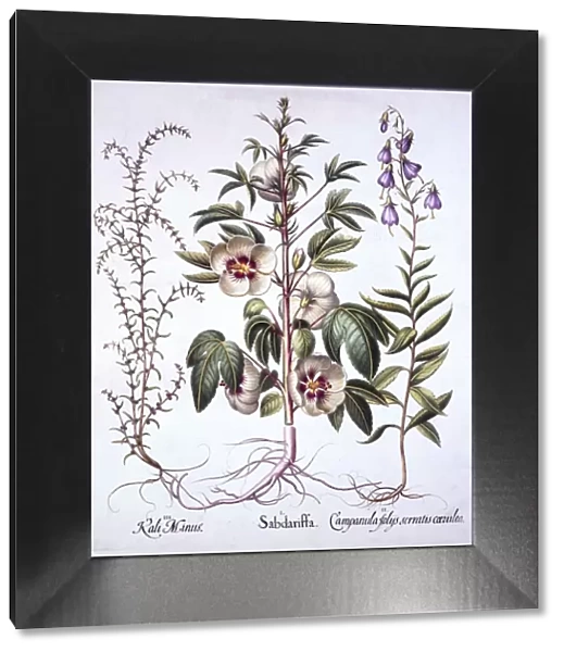Jamaica Sorrel, Bellflower and Prickly Saltwort, from Hortus Eystettensis, by Basil Besler
