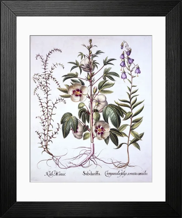 Framed Print : Jamaica Sorrel, Bellflower and Prickly Saltwort, from Hortus Eystettensis, by Basil Besler Framed Print : Jamaica Sorrel, Bellflower and Prickly Saltwort, from Hortus Eystettensis, by Basil Besler