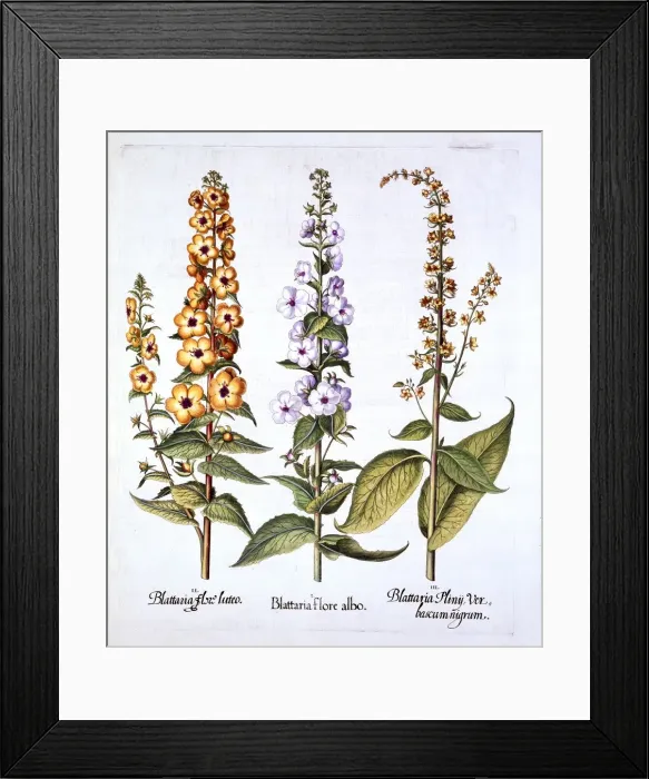Framed Print : Mullein, genus Verbascum, from Hortus Eystettensis, by Basil Besler (1561-1629), pub Framed Print : Mullein, genus Verbascum, from Hortus Eystettensis, by Basil Besler (1561-1629), pub