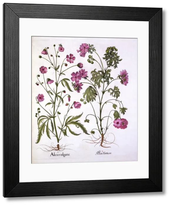 Framed Print : Musk Mallow, from Hortus Eystettensis, by Basil Besler (1561-1629), pub. 1613 Framed Print : Musk Mallow, from Hortus Eystettensis, by Basil Besler (1561-1629), pub. 1613